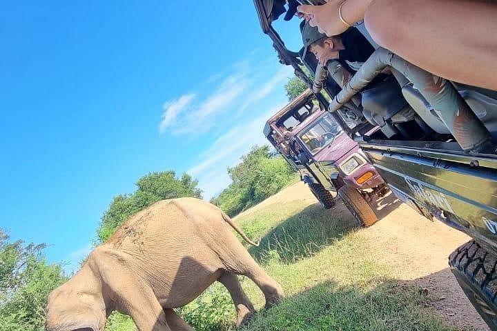 ホテルピックアップ付きプライベートジープによるウダワラワサファリツアー