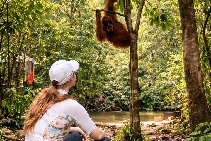Sumatra : 2 - Trekking di un giorno con orango e tour dei tubi fluviali