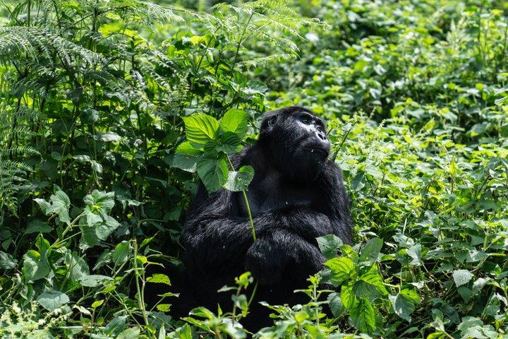 Uganda Gorilla Trekking, Queen Elizabeth e Murchison Wildlife
