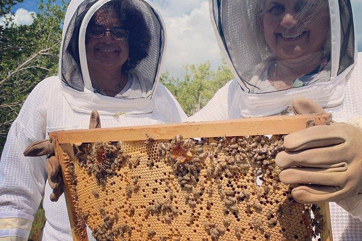 Grand Cayman Beekeeping Experience – Hands-On Hive Tour