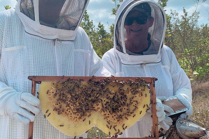 Grand Cayman Beekeeping Experience – Hands-On Hive Tour