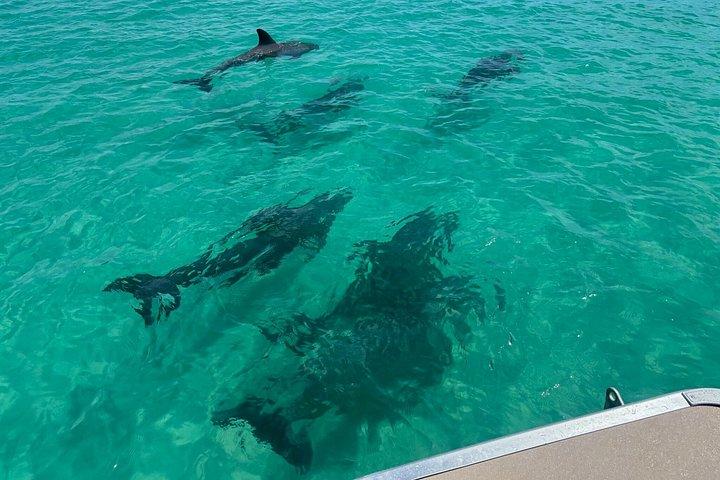 Excursion privée de 3 heures à Shell Island à Panama City Beach