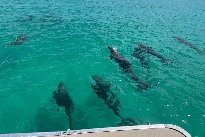 Excursion privée de 3 heures à Shell Island à Panama City Beach