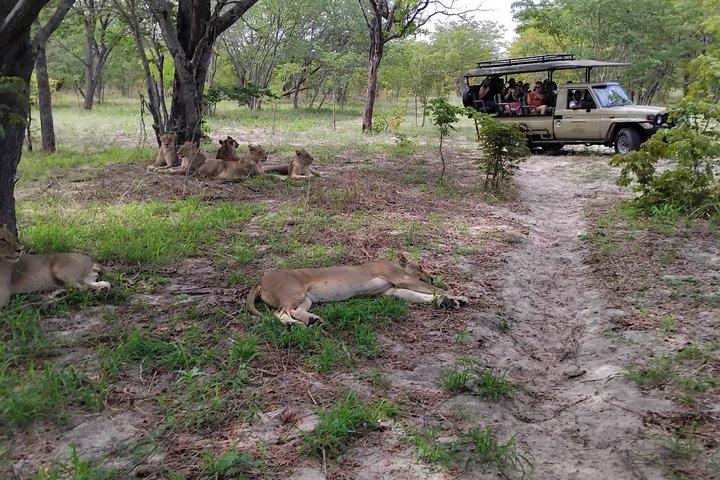 Victoria Falls Chobe Day Tour Experience