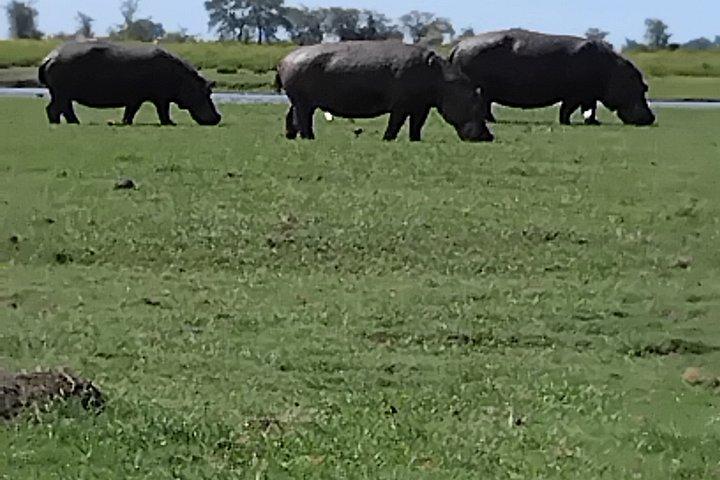 Victoria Falls Chobe Day Tour Experience