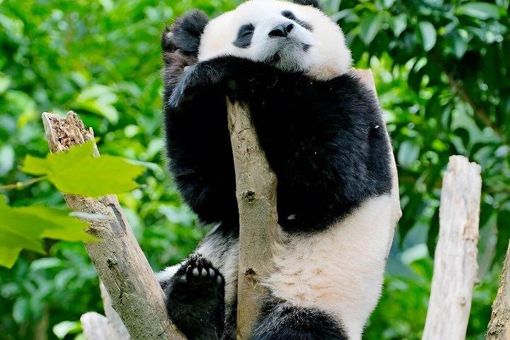 Visite de l'aéroport et du chemin de fer 6 à 7 heures Chengdu avec Panda