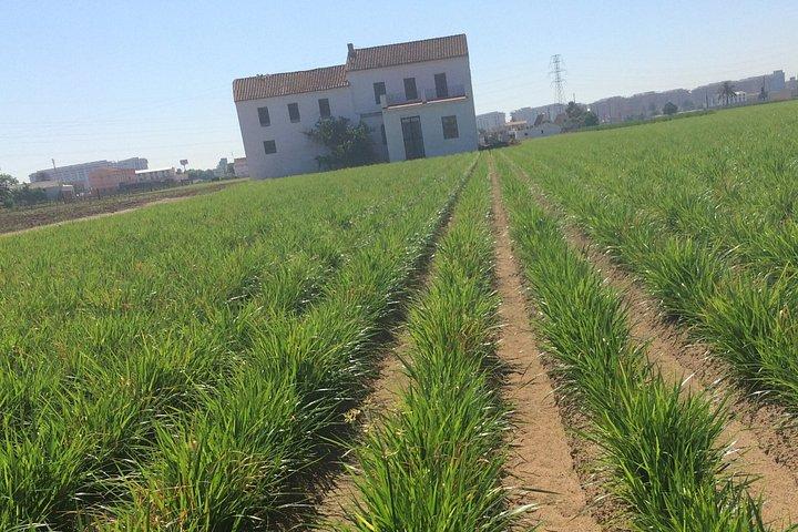 Espai Mórxata – オルチャタ文化体験
