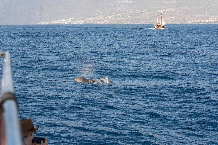 Excursão de barco na Ilha dos Dolphins - natação, sol e almoço incluídos
