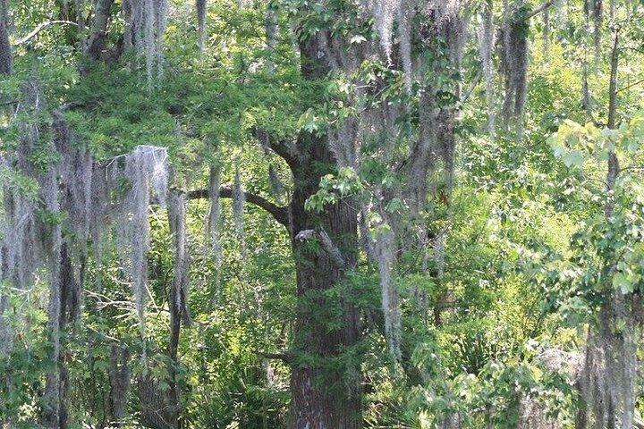 New Orleans Swamp Boat Tour