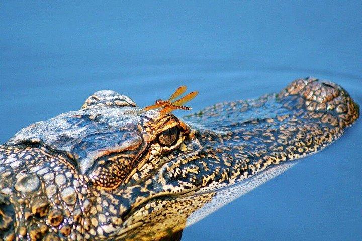 New Orleans Swamp Boat Tour