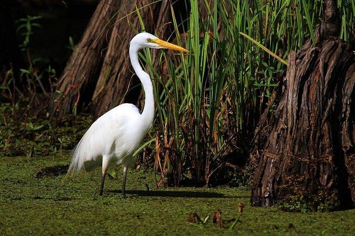 New Orleans Swamp Boat Tour