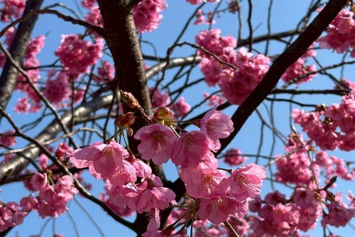 Yokohama Highlights Half-Day Walking Private Tour :
