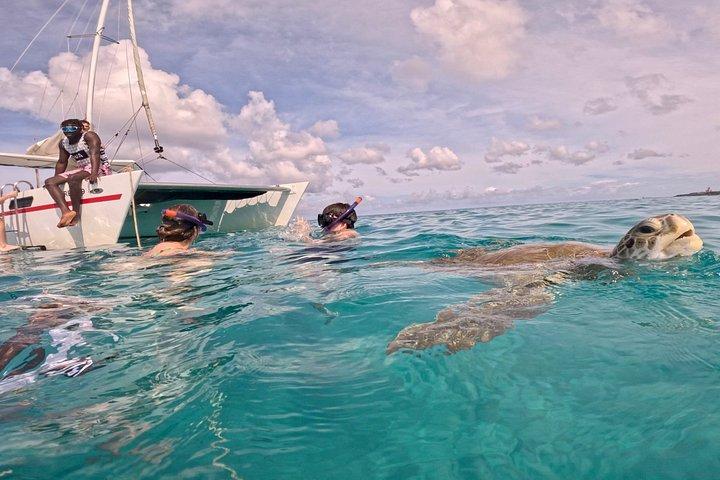 Che’s snorkel catamaran! turtles, photos & pickup (small group)