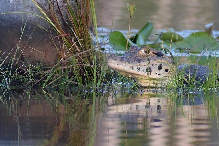 Vanaf Puerto Maldonado Piranha Vissen Avontuur bij Yacumama Lake