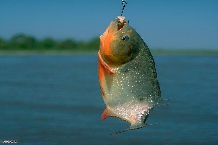 ヤクママ湖のプエルト・マルドナド・ピラニア釣りアドベンチャーから