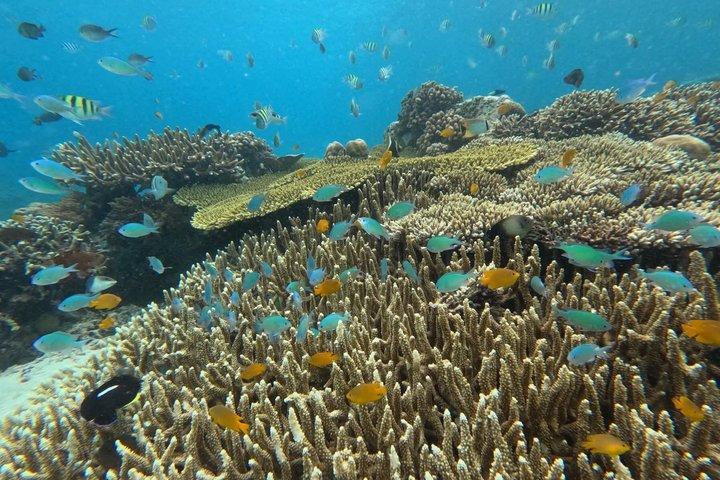Tour privato di snorkeling di 3 isole Gili da Lombok