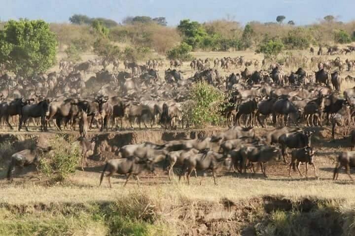 Aventura de 3 días en el Serengueti y el Safari Ngorongoro
