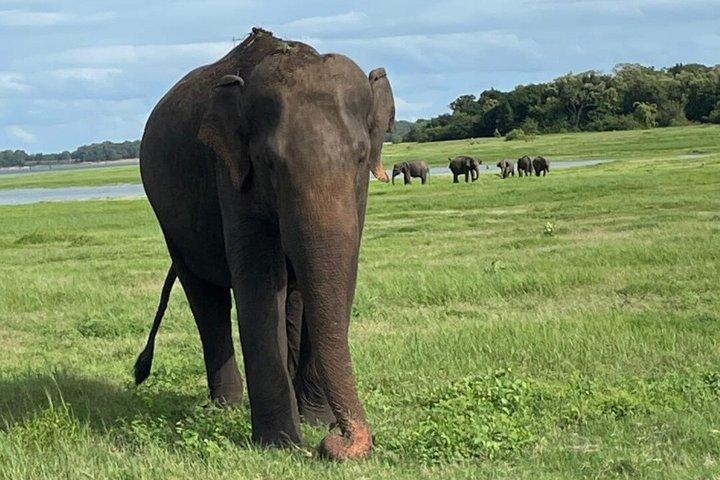 Kaudulla National Park Private Safari