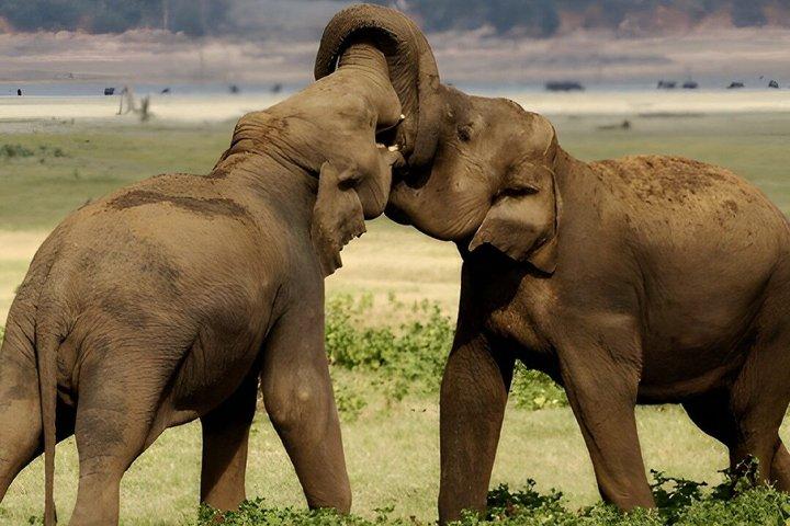 Kaudulla National Park Private Safari