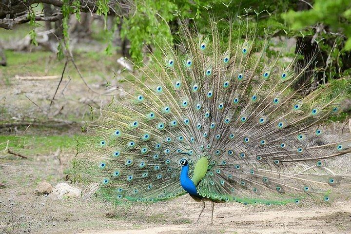 Kaudulla National Park Private Safari