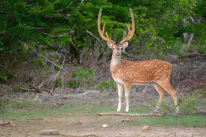 Kaudulla National Park Private Safari
