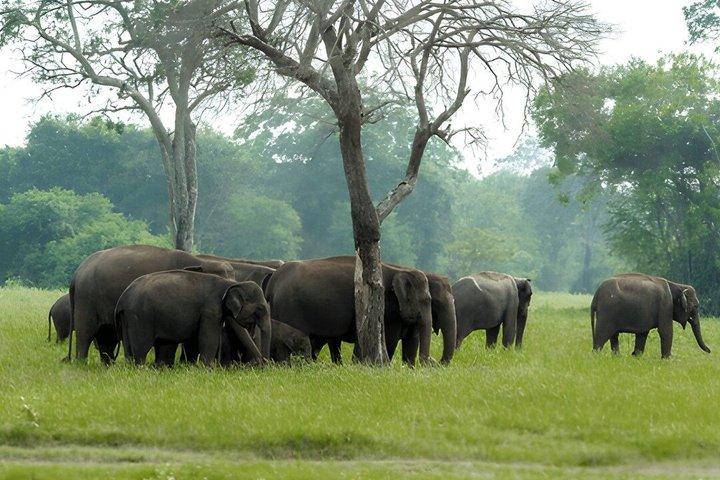 Kaudulla National Park Private Safari