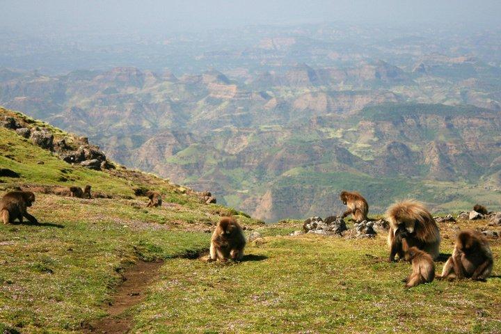 Excursión privada guiada de 7 días a Simien