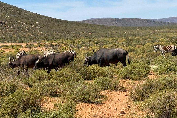 Big Five Sunset Safari Experience with Lunch