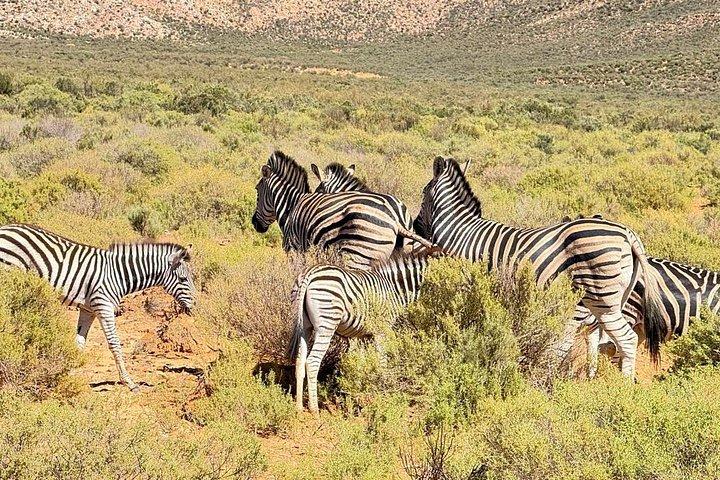 Big Five Sunset Safari Experience with Lunch