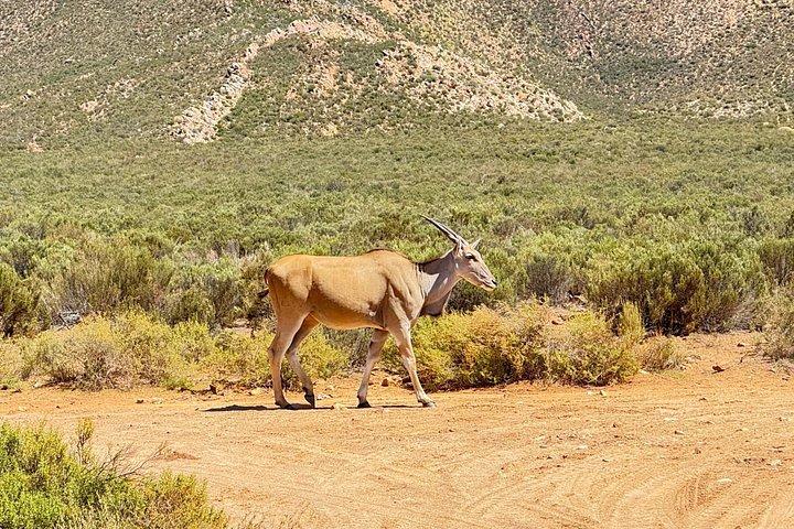 Big Five Sunset Safari Experience with Lunch