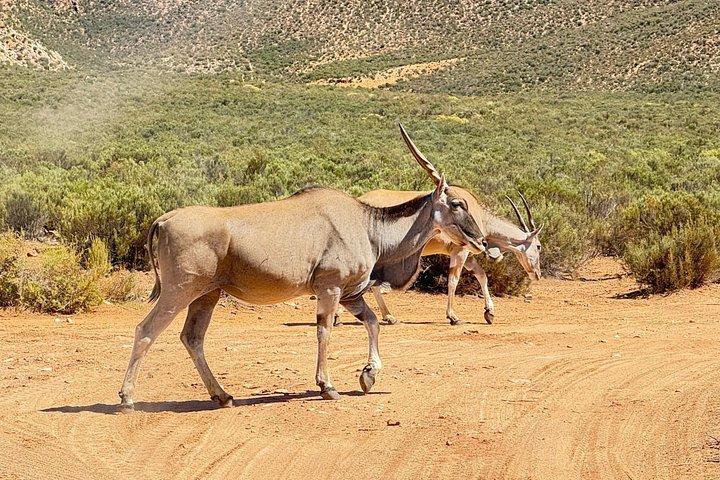Big Five Sunset Safari Experience with Lunch