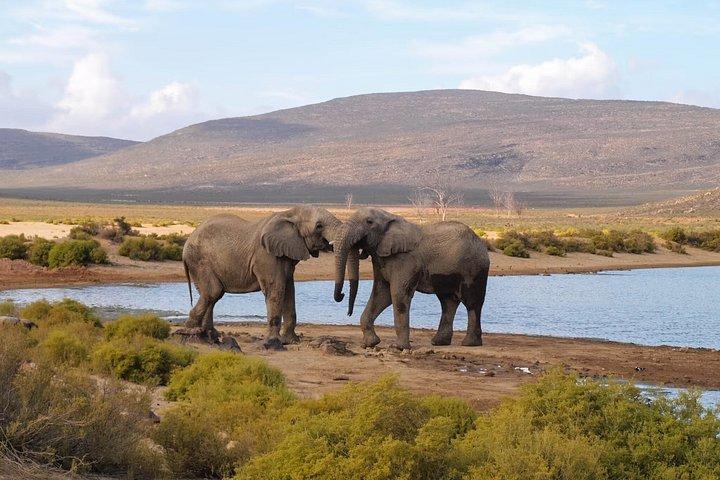 Big Five Sunset Safari Experience with Lunch