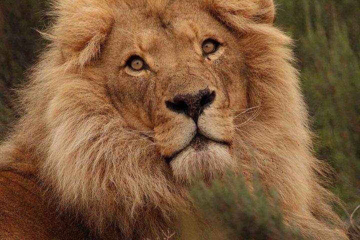 Big Five Sunset Safari Experience with Lunch