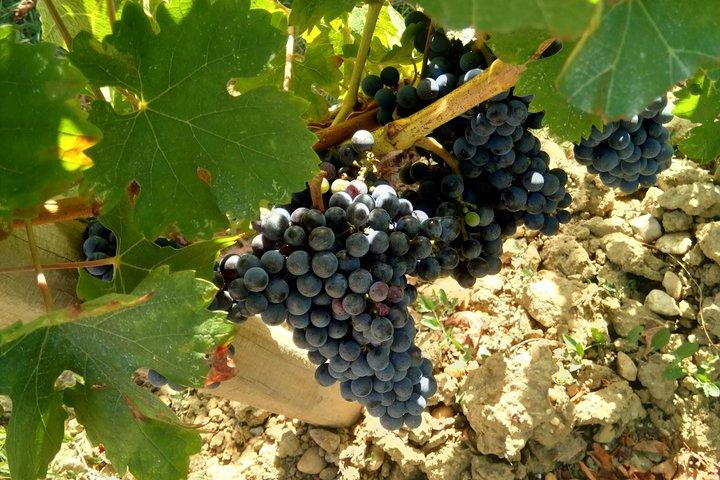 Hoteller i nærheden af Bordeaux Private Wine Tours at Left Bank Graves