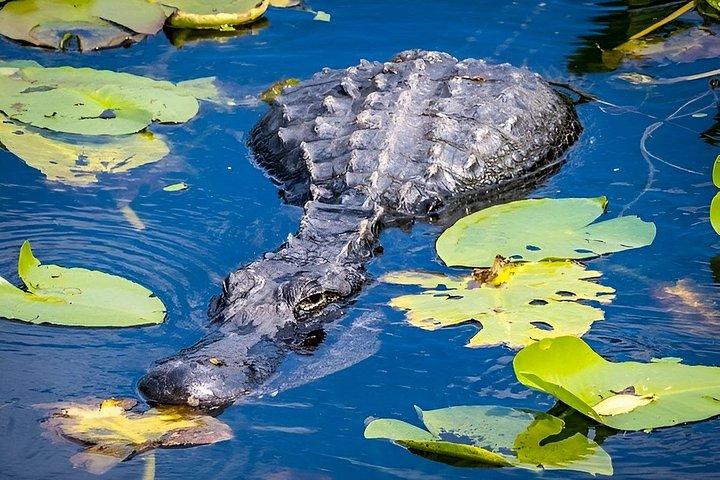 Everglades Eco-Adventure Tour