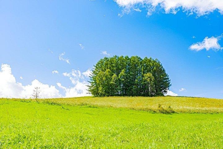 札幌からの美瑛の季節のハイライト日帰り旅行