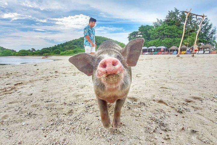 Half Day Pig Island Snorkeling Trip with Sunset Dinner from Samui