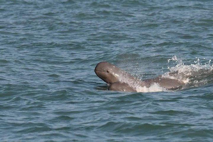 サムイ島発サンセットディナー付き半日ピッグ島シュノーケリングツアー