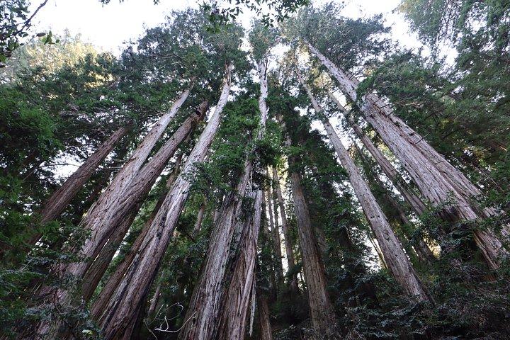 ミュアウッズとサウサリート日帰り旅行プラスロケットボートアドベンチャー