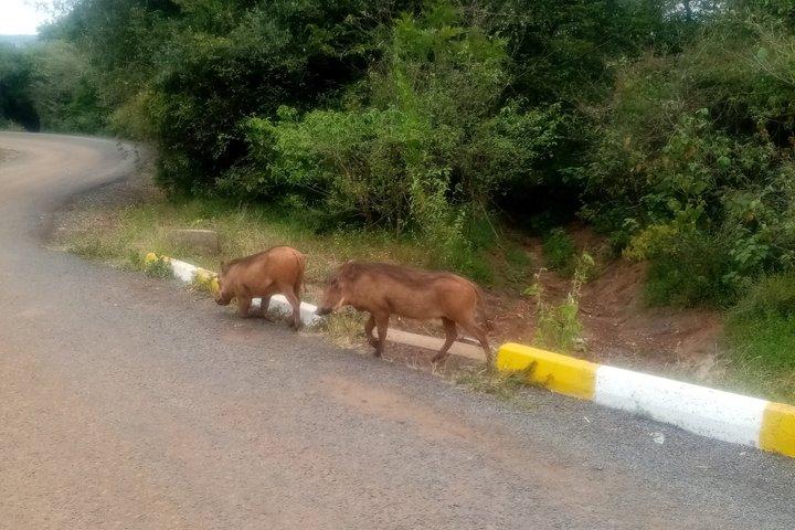 カレン・ブリクセン博物館、キリンセンター、お土産ショッピング