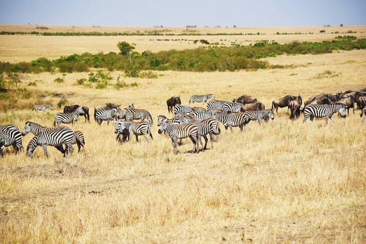Dar es Salaam : 1 - Day Mikumi National Park Safari met gratis pick-up