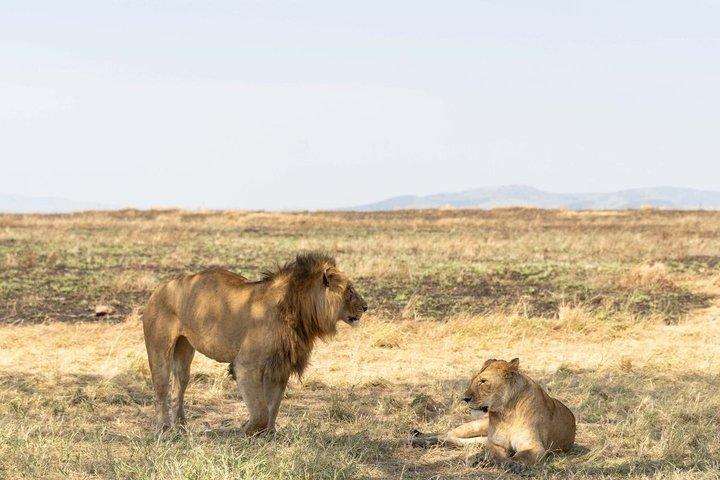 Dar es Salaam : 1 - Day Mikumi National Park Safari met gratis pick-up