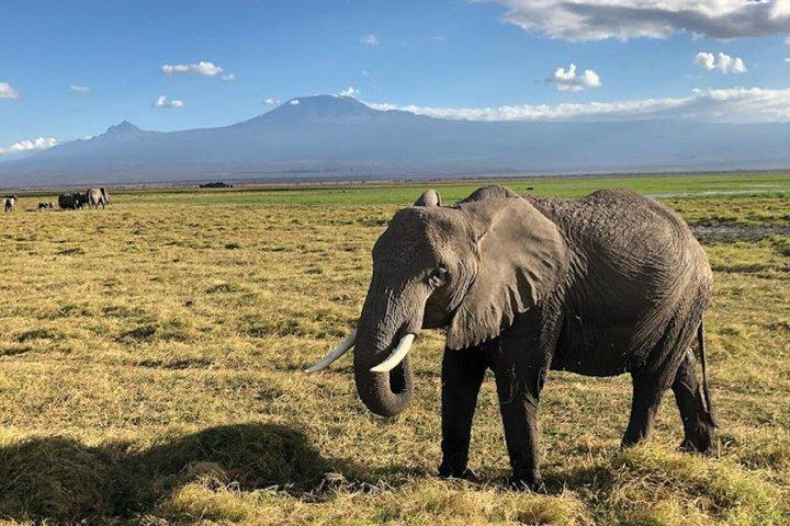 Nairobi : Excursion d'une journée dans le parc national d'Amboseli et le village de Masai