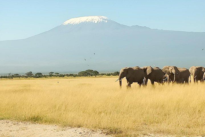 ナイロビ：アンボセリ国立公園とマサイ村日帰り旅行