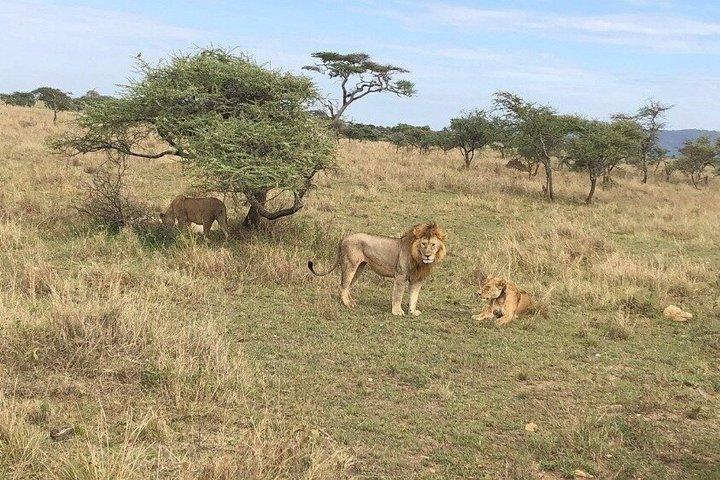 Nio dagars Safari Arusha Tarangire Serengeti Ngorongoro