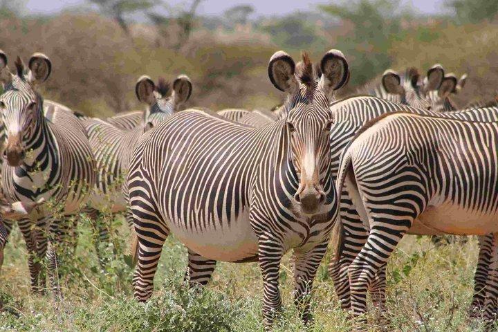 Kenya Safari 6 - Excursão de um dia partilhada a partir de Nairobi