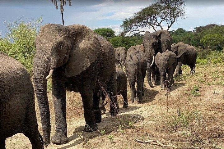 7日間クラシックタンザニアサファリ体験