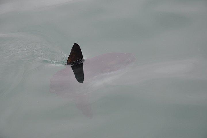 Marine Dolphin Seal Cruise