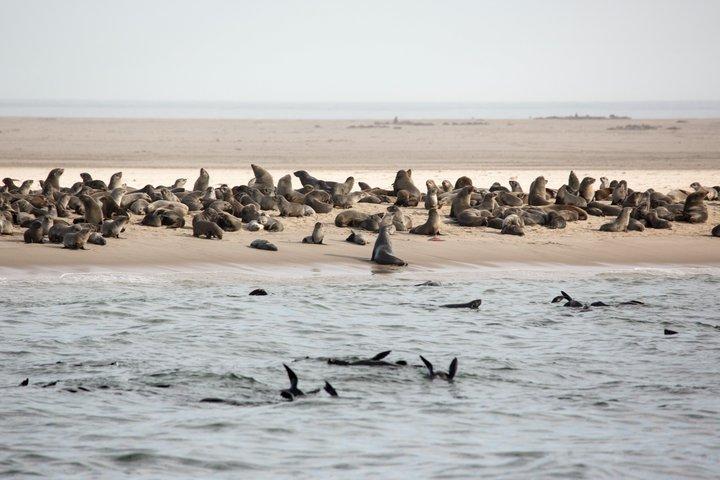 Cruzeiro Marine Seal Golfinho