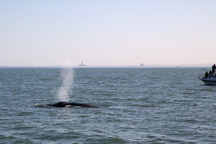 Marine Dolphin Seal Cruise
